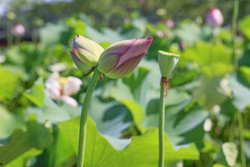 含苞待放,青春绽放的美丽瞬间